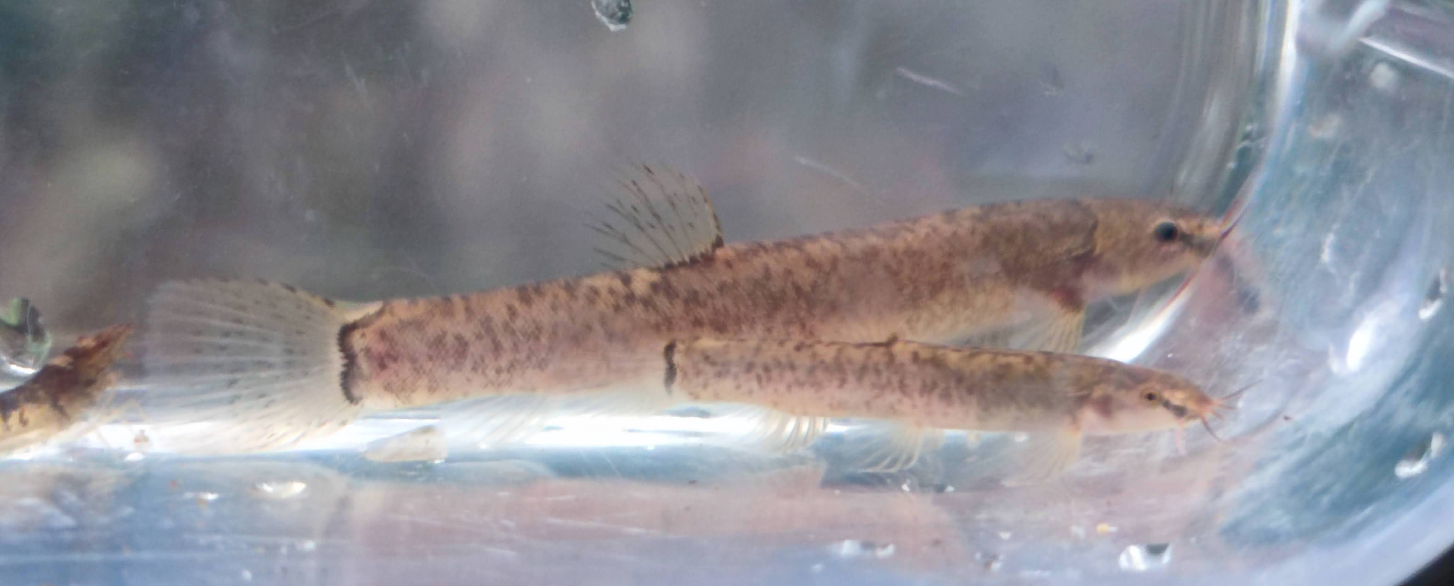 Flat-Headed Loach (Oreonectes platycephalus)